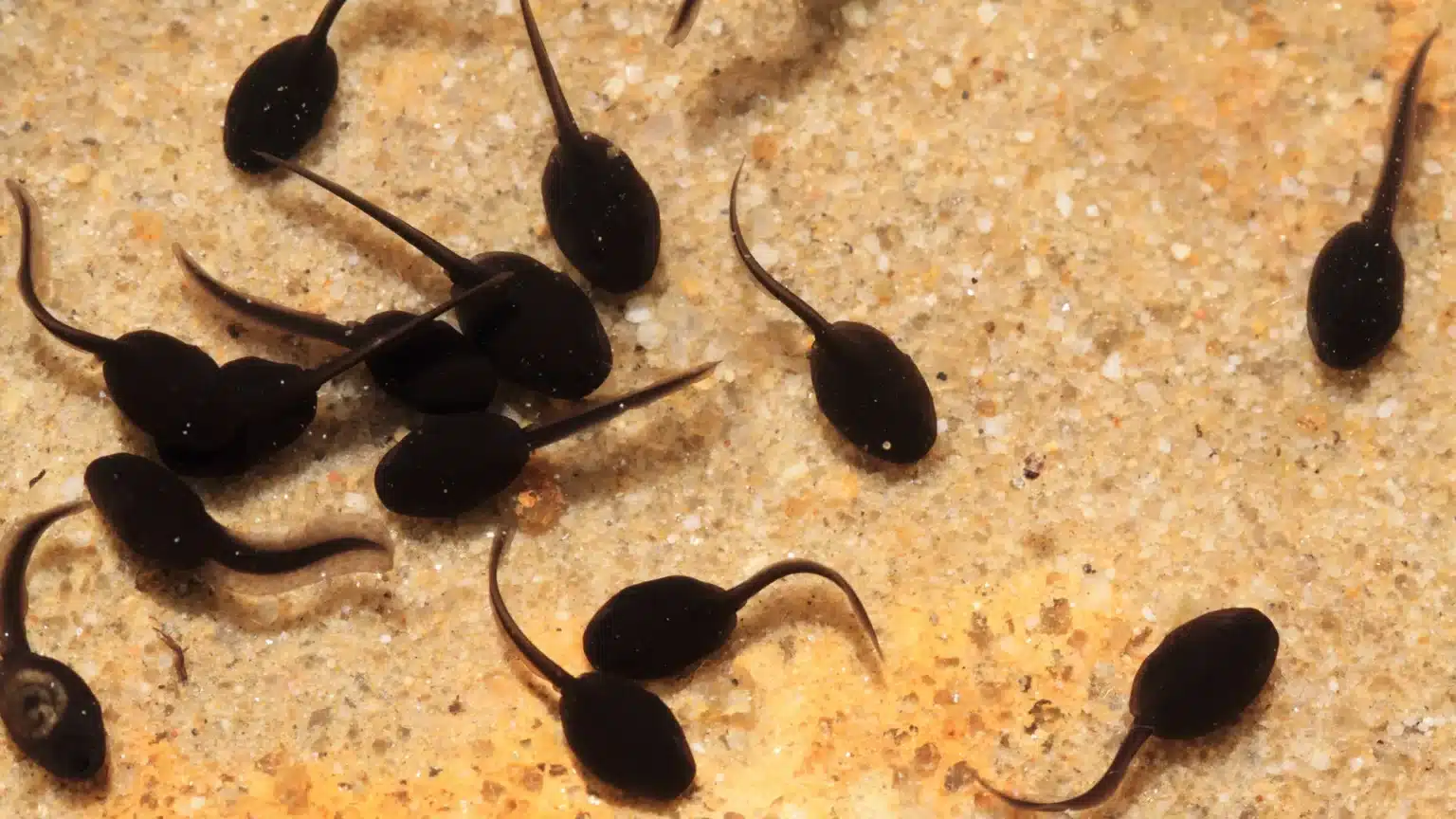 Why can amphibians regenerate their limbs while mammals cannot? The key to this mystery is oxygen